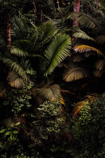 green palm tree during daytime