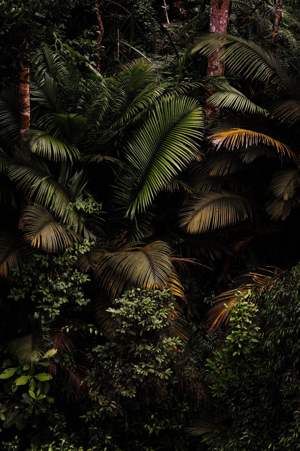 green palm tree during daytime