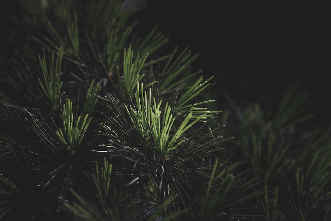 green grass in close up photography