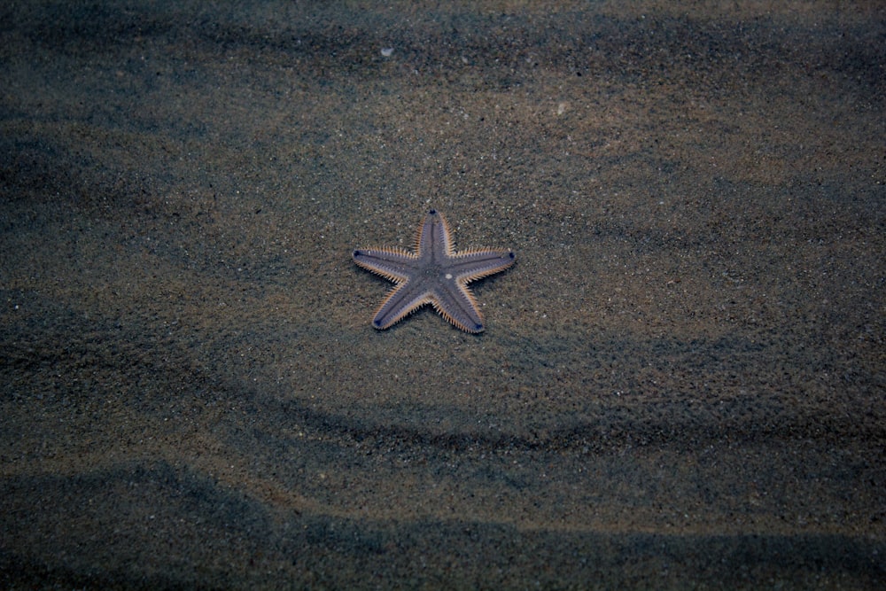 white starfish on brown textile
