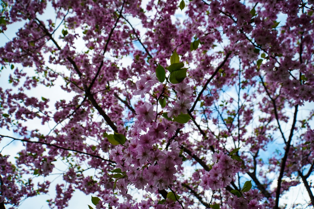 pink cherry blossom tree during daytime