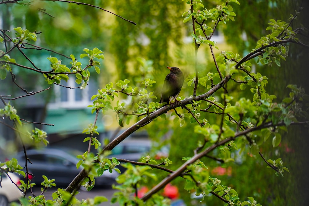 brown bird on tree branch during daytime