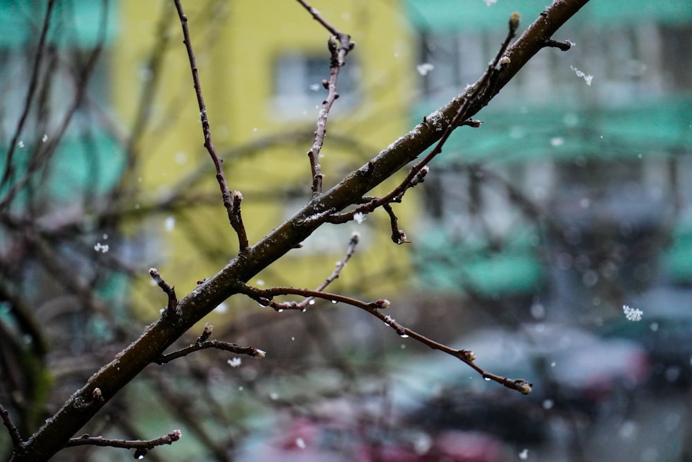 brown tree branch with pink flowers