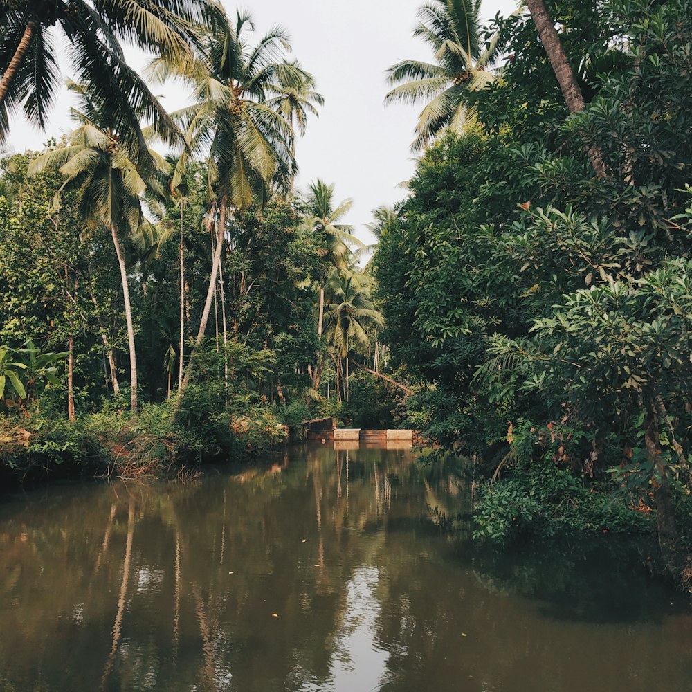 green trees beside river during daytime