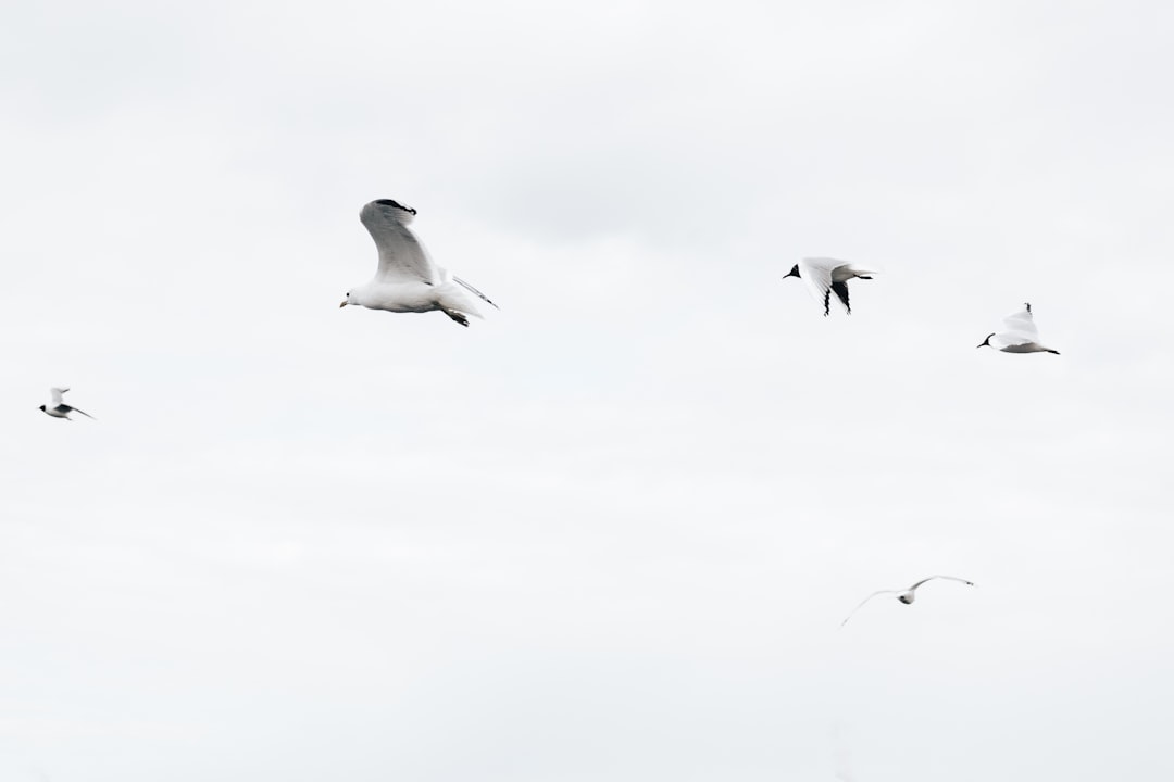 white and black birds flying under white clouds during daytime