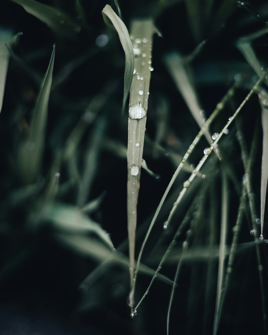 green plant with water droplets