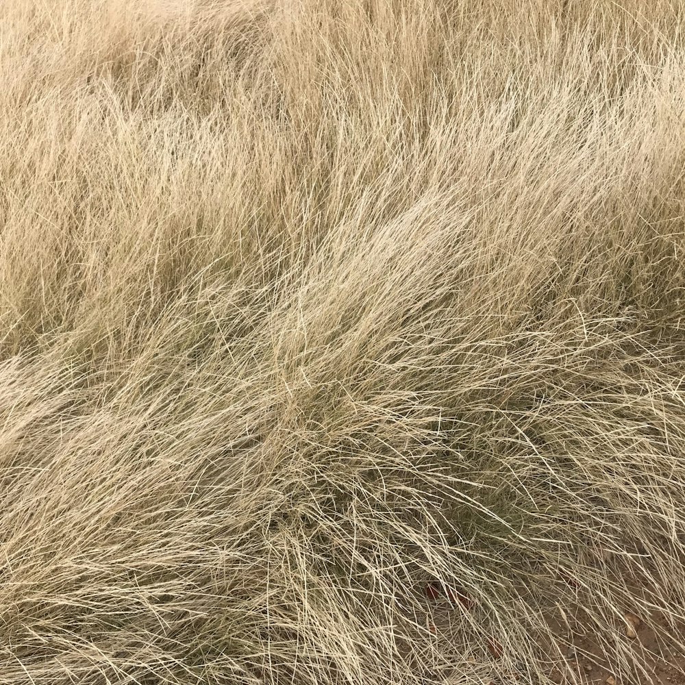 brown and white fur textile