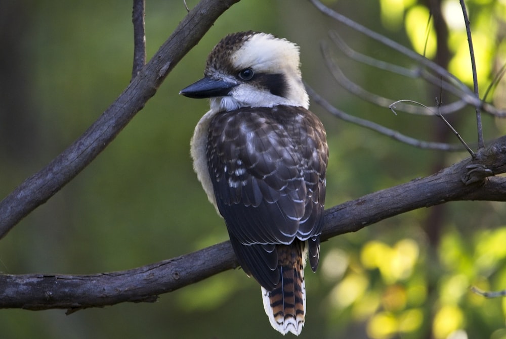 brown and white bird on tree branch during daytime