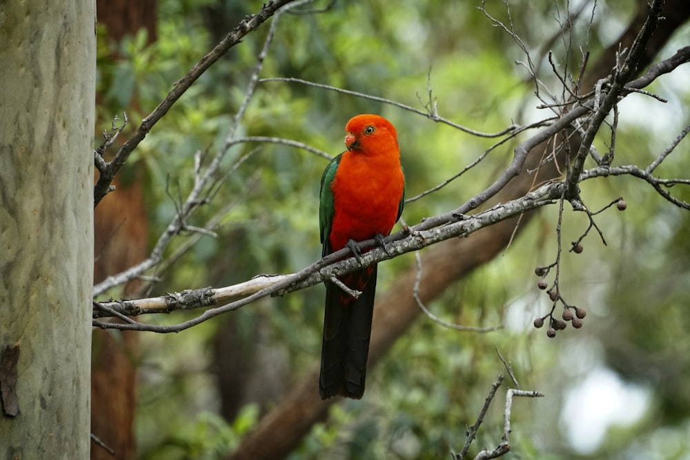 orange and blue bird on brown tree branch during daytime