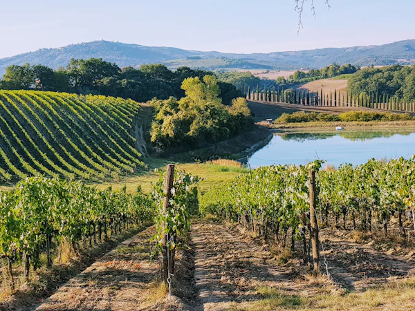 Vinhedos da Toscana com casa de pedra ao fundo