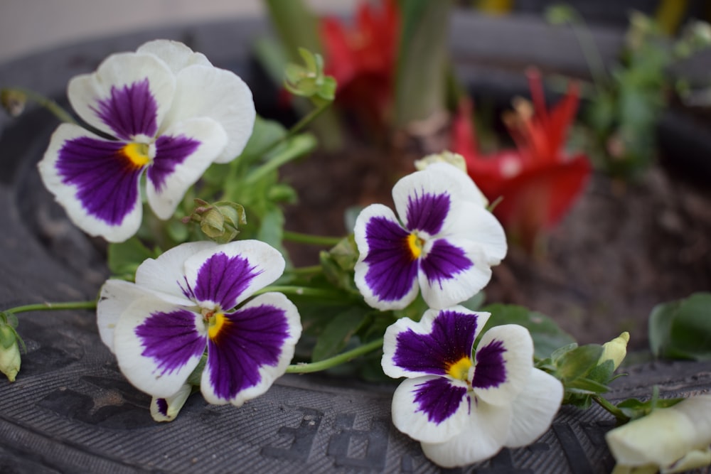 white and purple flowers on gray wooden table