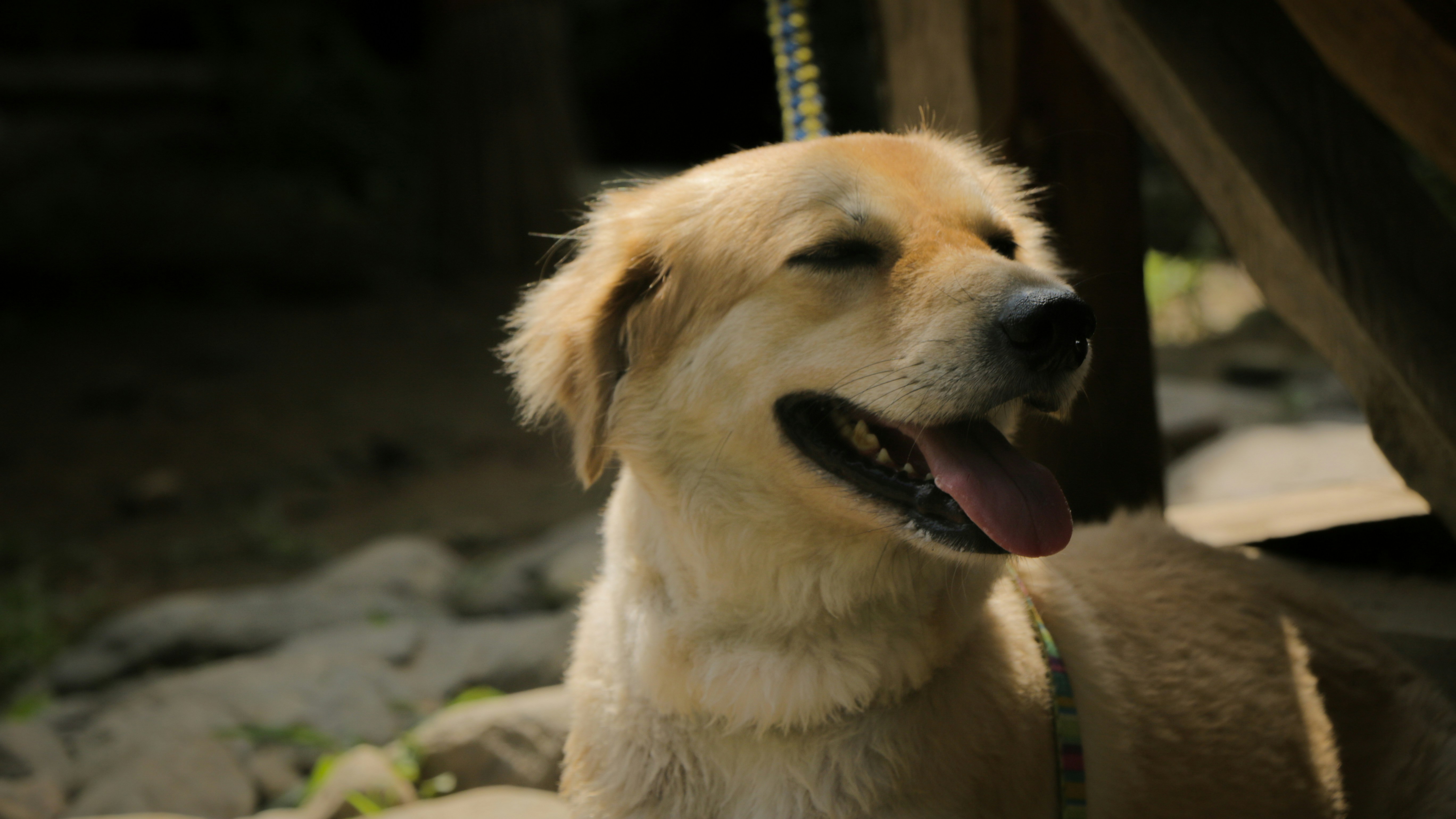 Golden retriever puppy with tongue out
