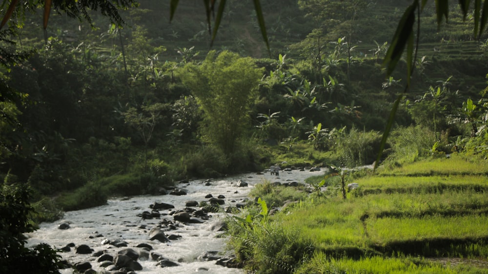 green grass and trees near river during daytime