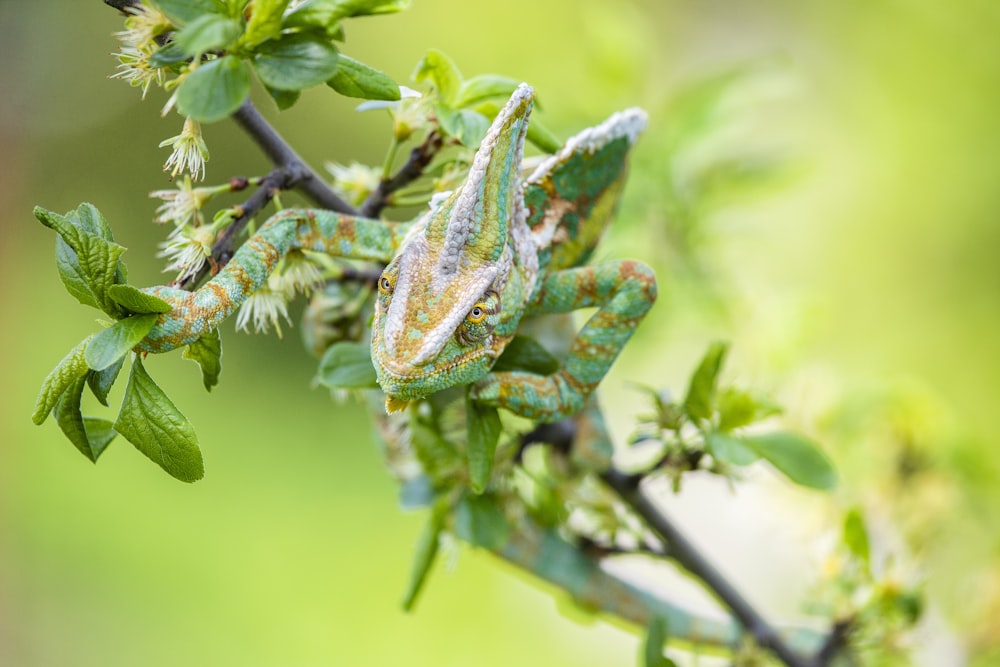 Grüner und brauner Frosch am grünen Pflanzenstiel