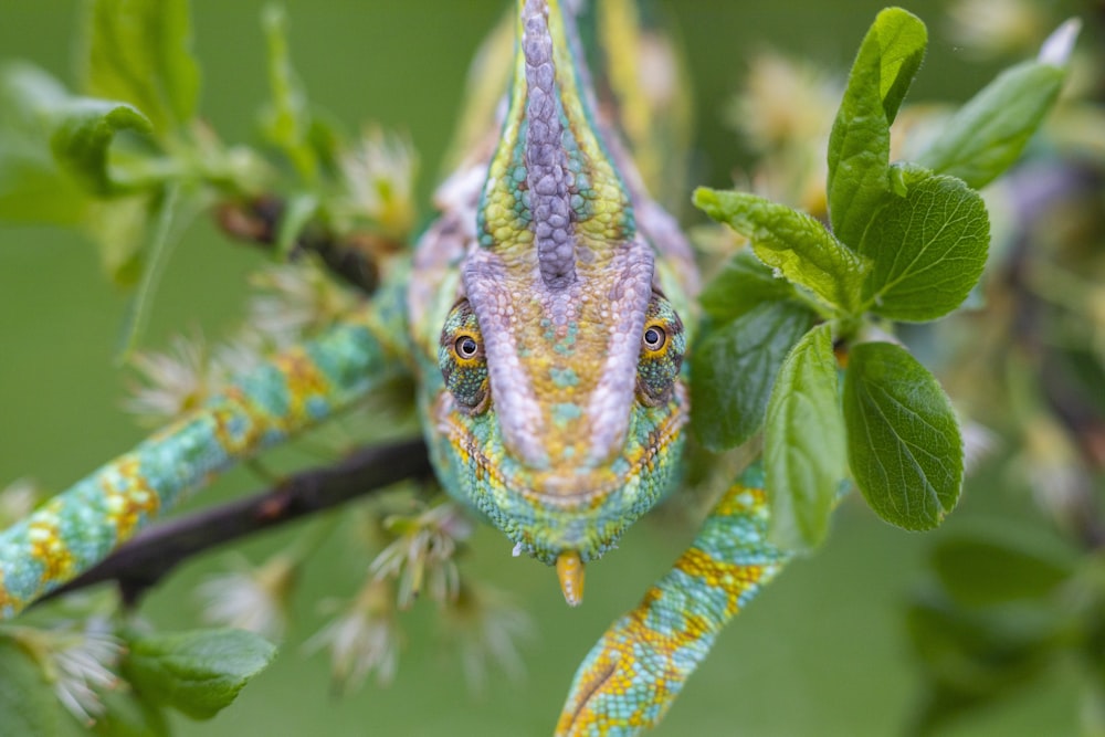 green and blue dragon on tree branch