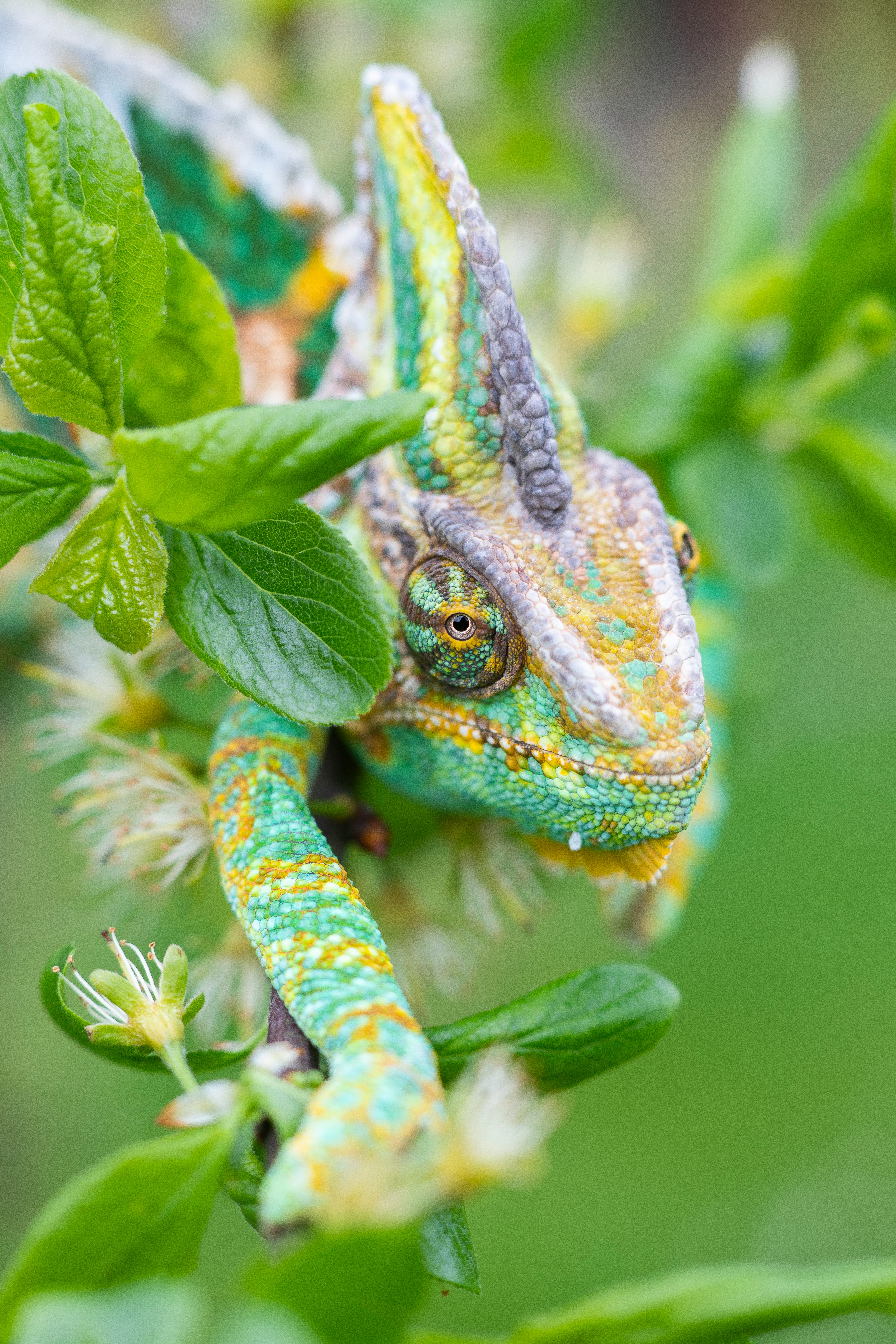 green and blue chameleon on green plant