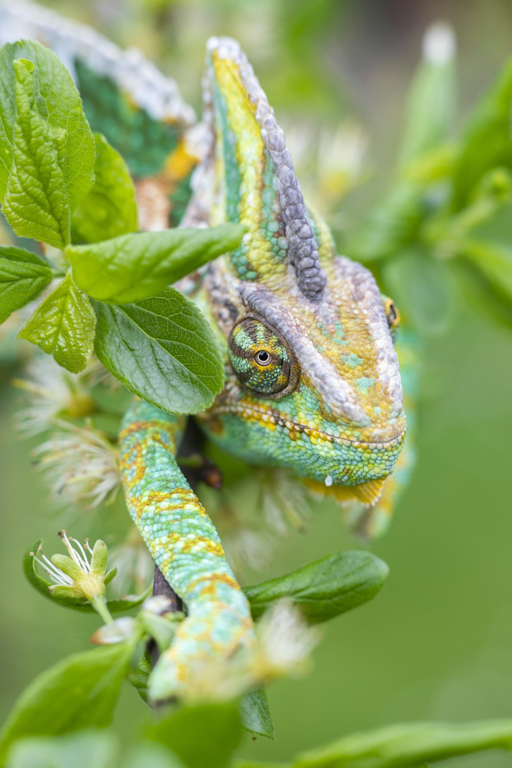 green and blue chameleon on green plant