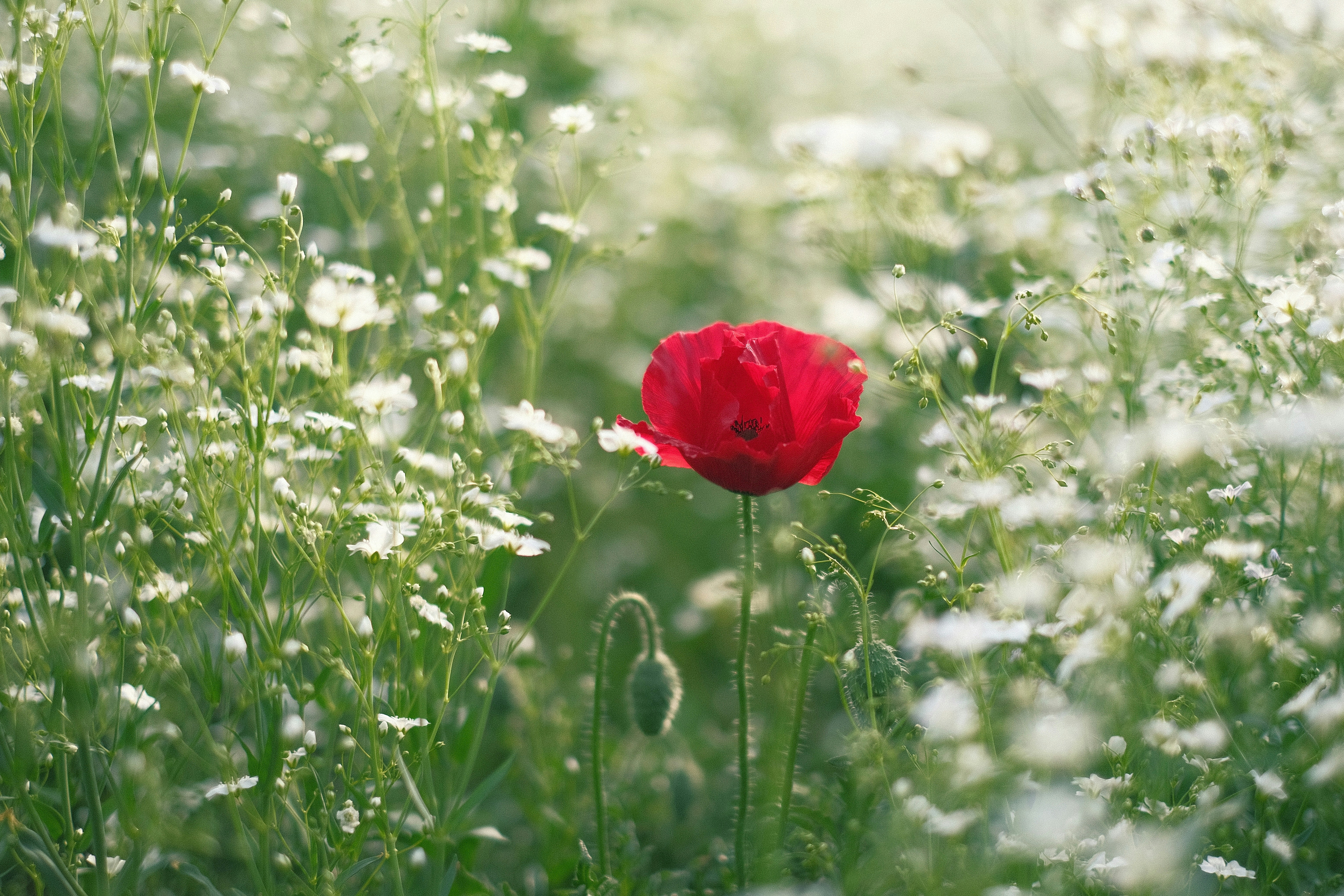 Photo by eragonknight89