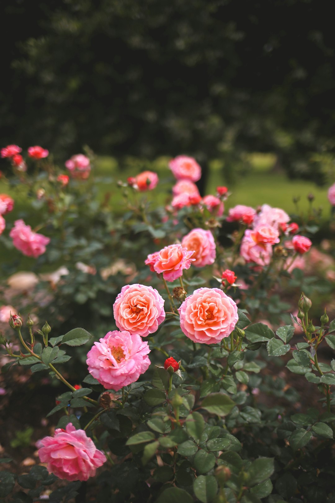 pink flowers with green leaves