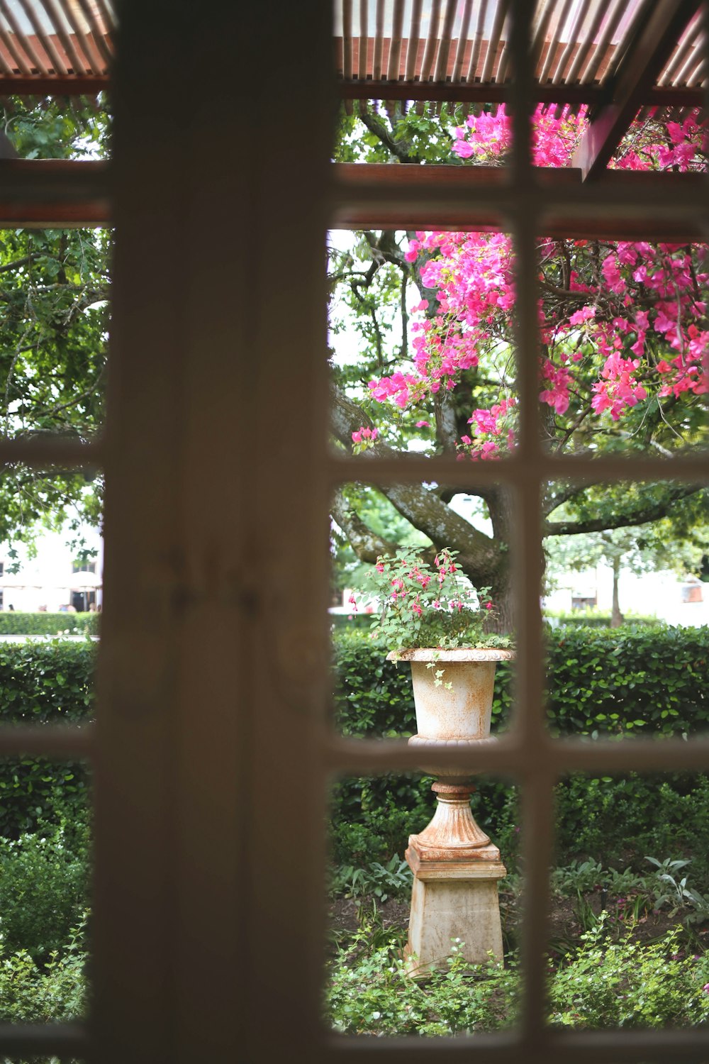 pink flower on brown wooden window