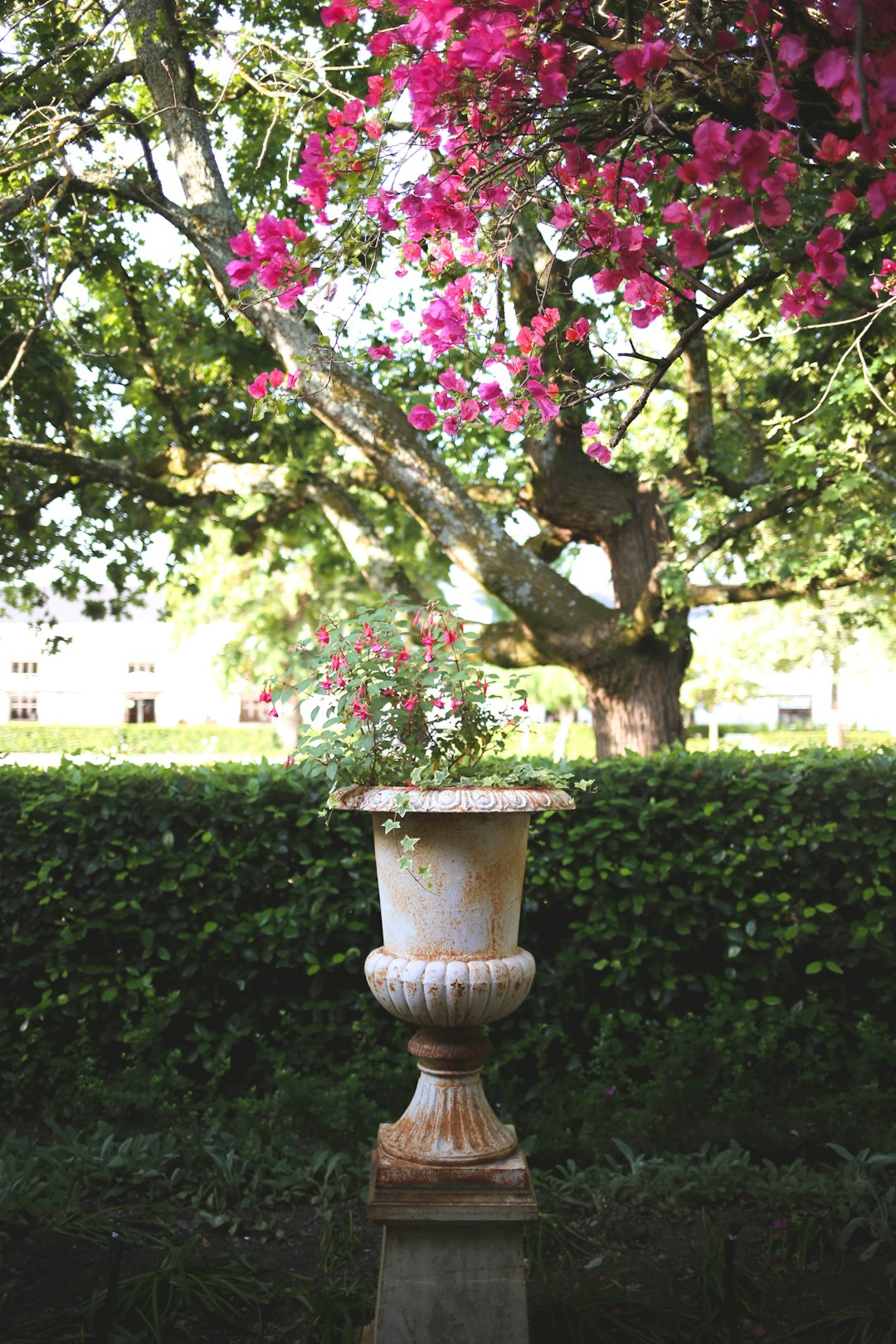 pink and white flowers on white concrete pot