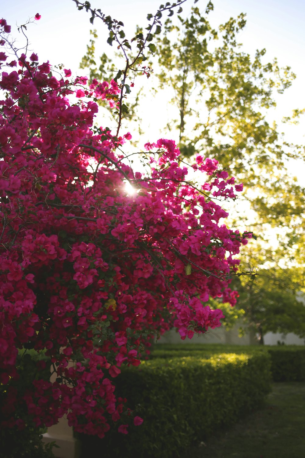 ピンクと緑の葉の木