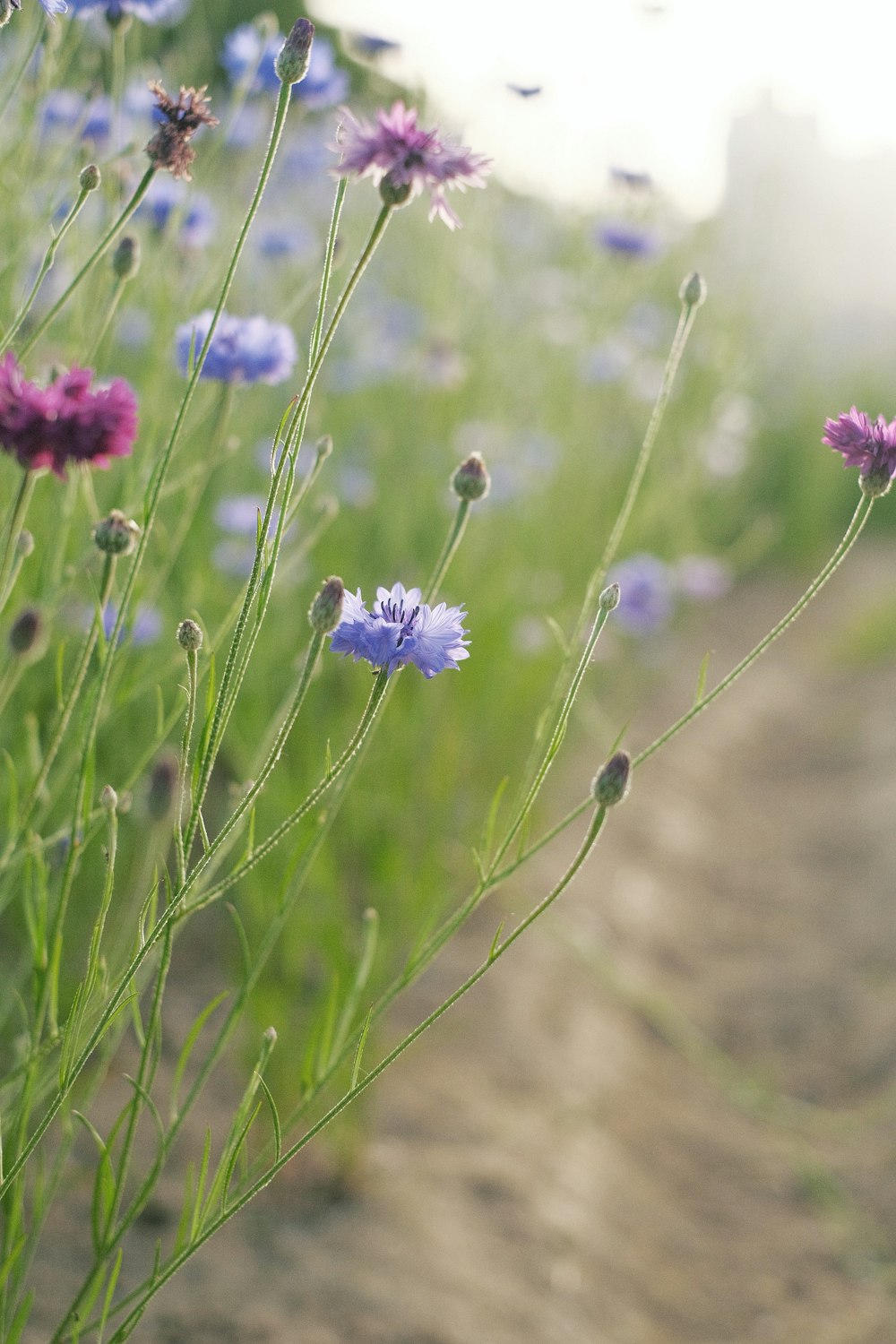 purple flower in tilt shift lens