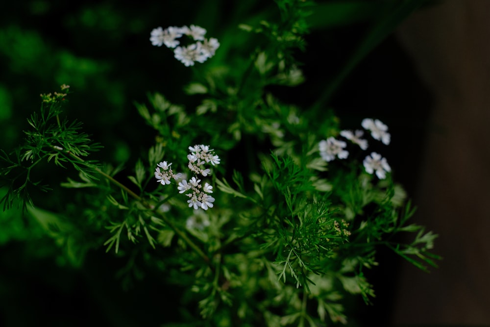 緑の芝生に白い花の写真 Unsplashで見つけるハーブの無料写真