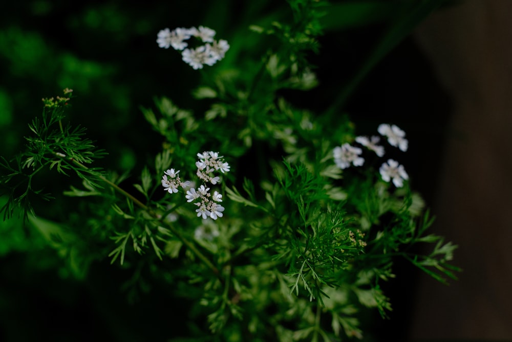 white flowers on green grass