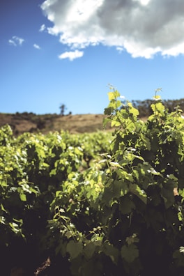 A lush vineyard with rows of green grapevines set against a backdrop of rolling hills and a bright blue sky with some clouds. The grapevines appear healthy and well-tended, indicating a thriving agricultural setting.