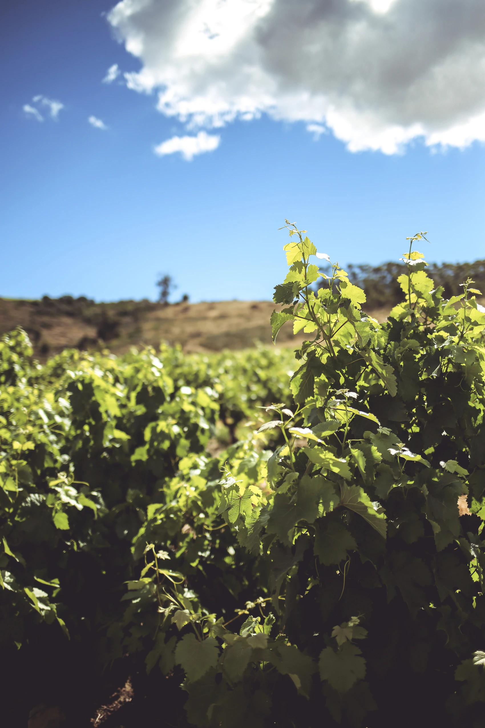 Green vineyard rows beneath a clear sky in Stellenbosch