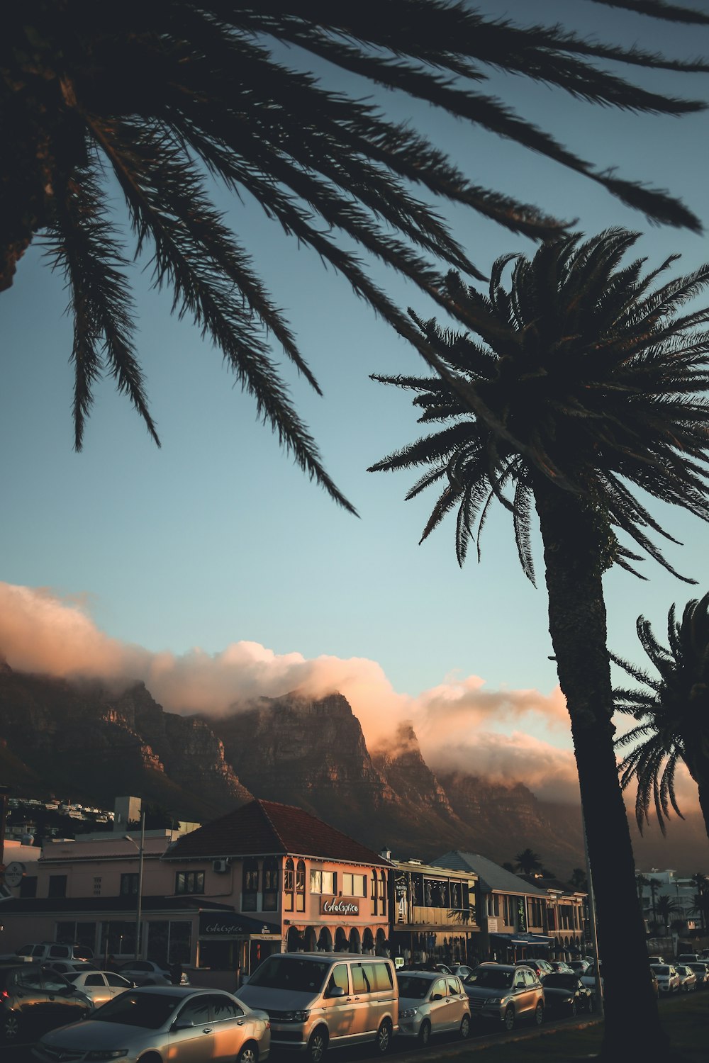 green palm tree near mountain during daytime