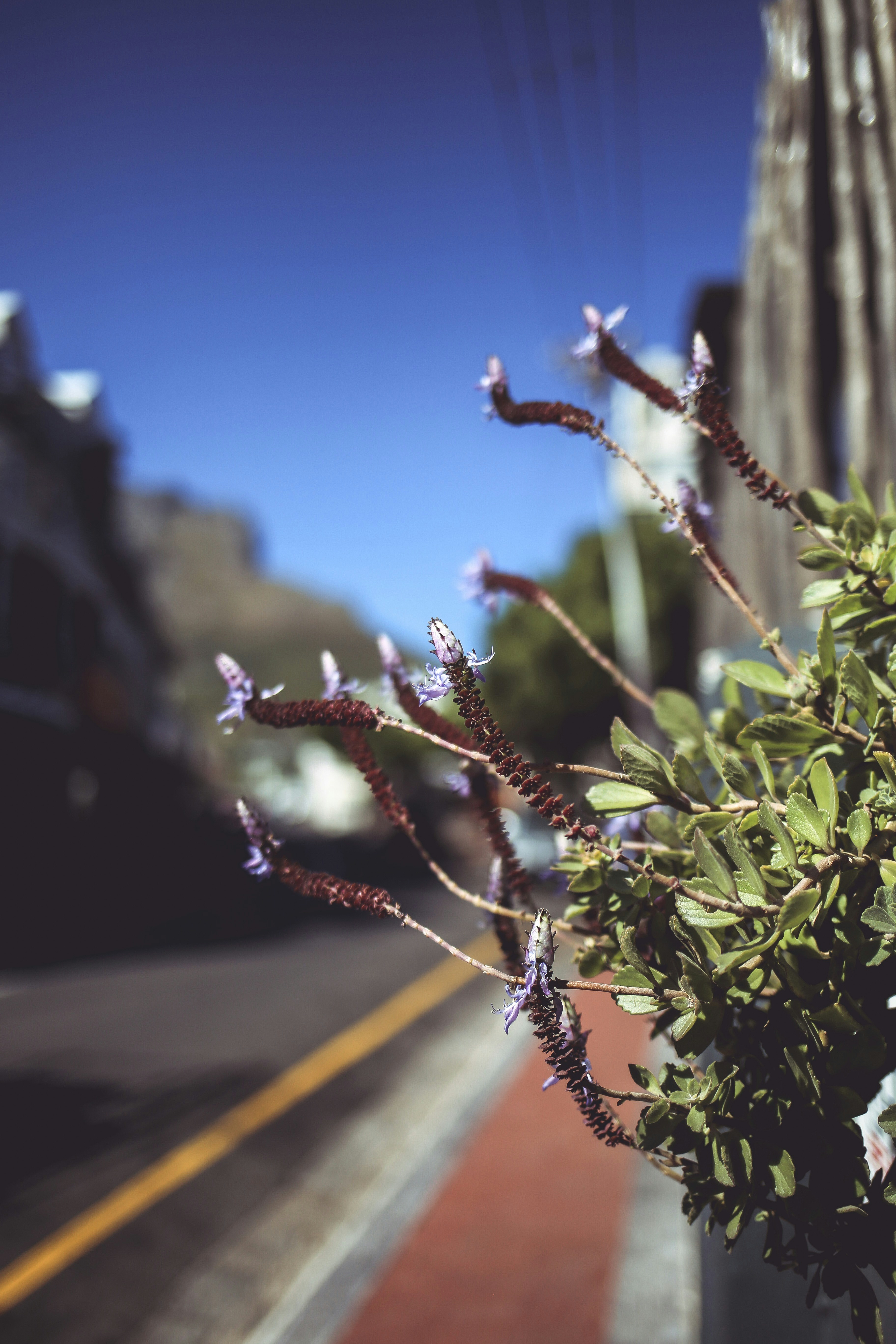 Green plant under blue sky during daytime photo Free Afrique du sud