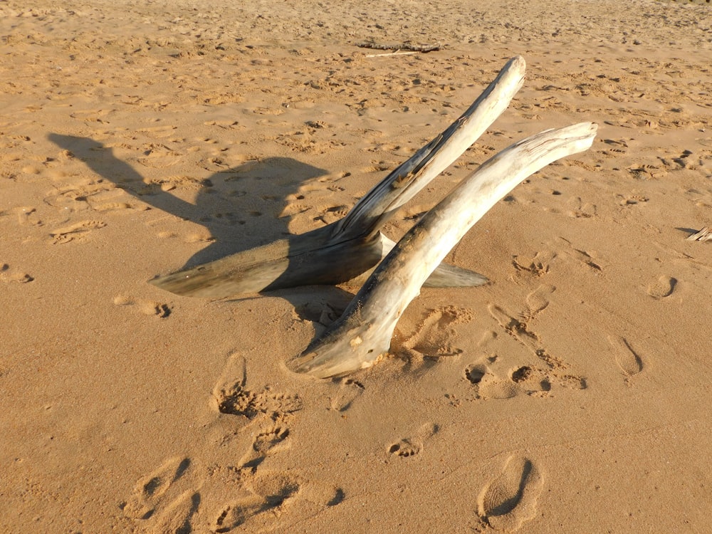 white tree trunk on brown sand