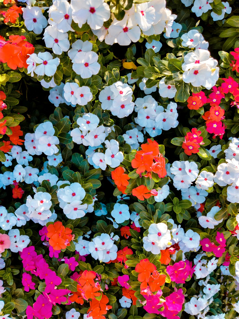 white red and purple flowers