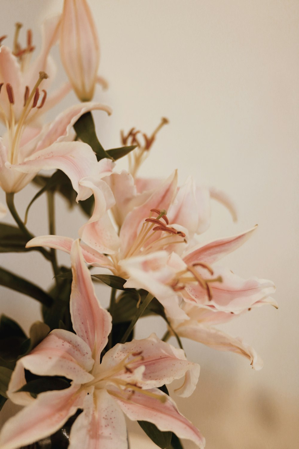 pink and white flower in close up photography