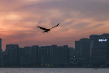 Chase and the swifty bird flying together over a colorful cityscape at sunset.