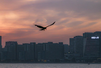 A playful swifty bird soaring above a vibrant cityscape at sunset.
