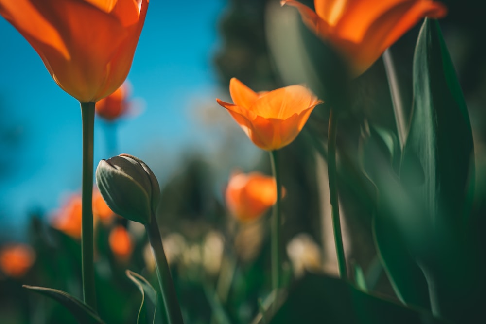 Orangefarbene Tulpen blühen tagsüber