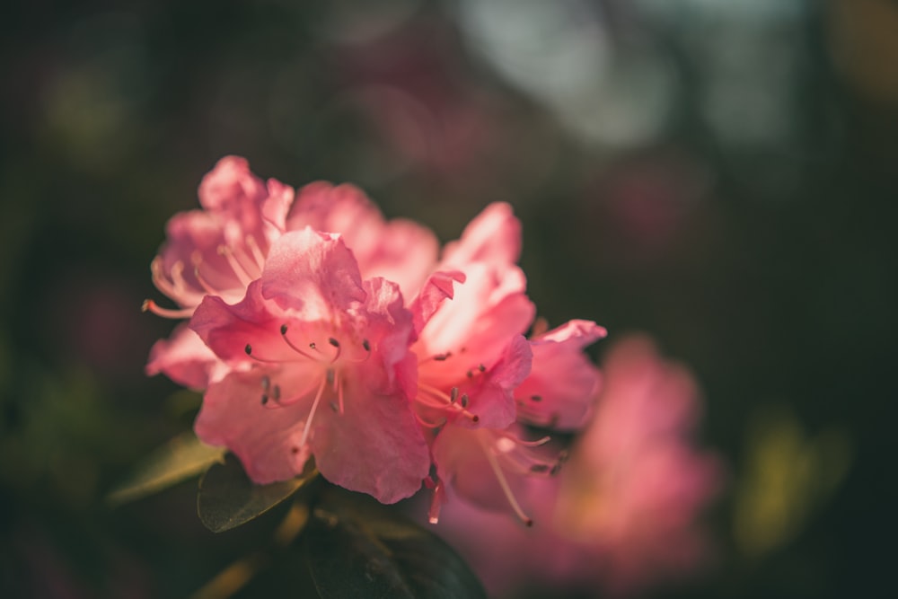 flor rosa en lente de cambio de inclinación