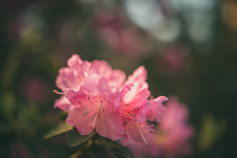 pink flower in tilt shift lens