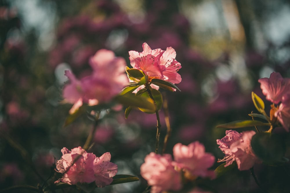 pink flowers in tilt shift lens