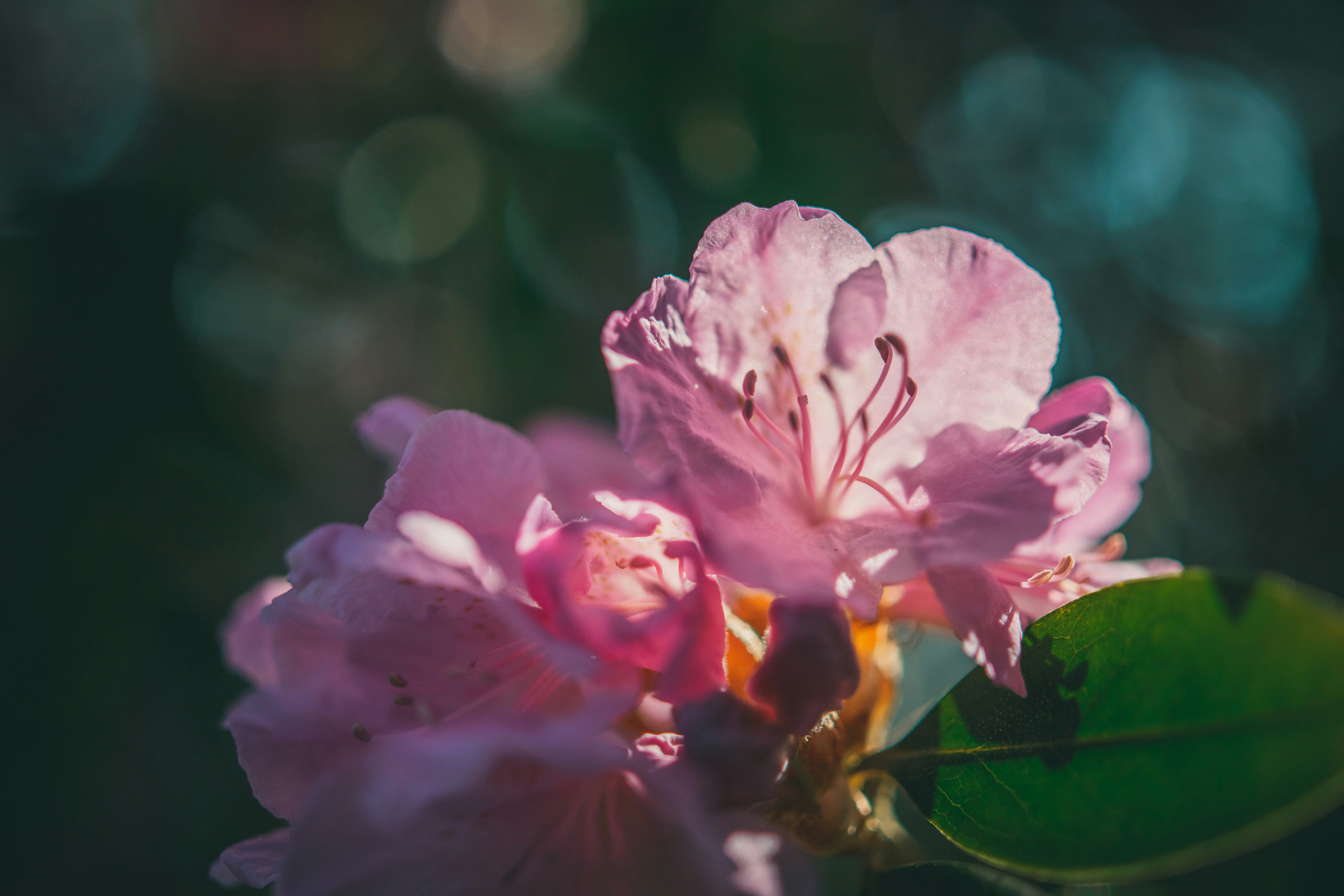 Photo by raimondklavins