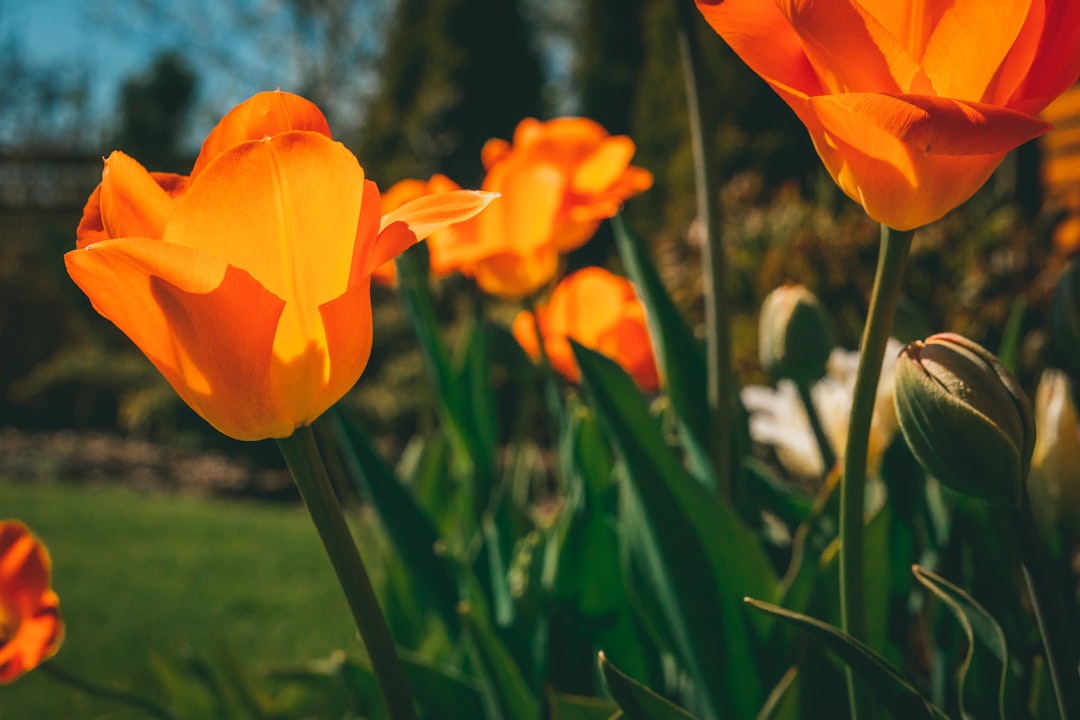 orange flower in green grass field during daytime