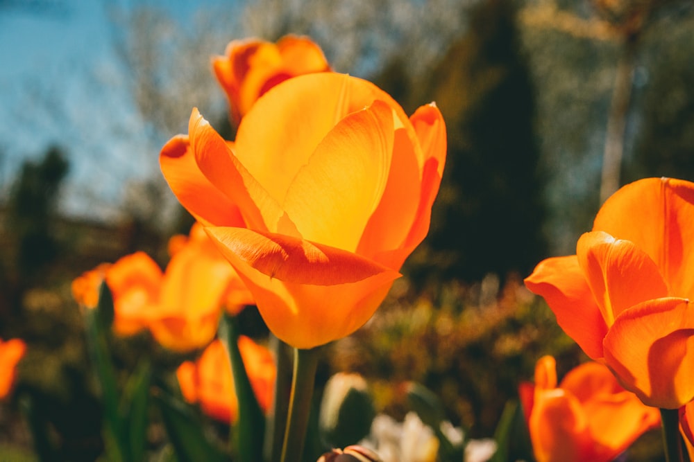 orange flower in tilt shift lens