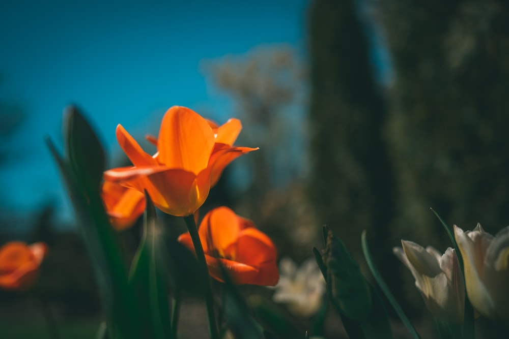 orange flower in tilt shift lens