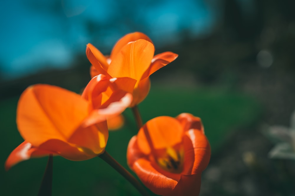 orange flower in tilt shift lens