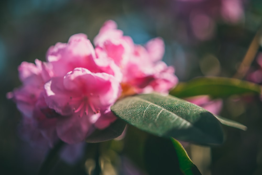 pink flower in tilt shift lens