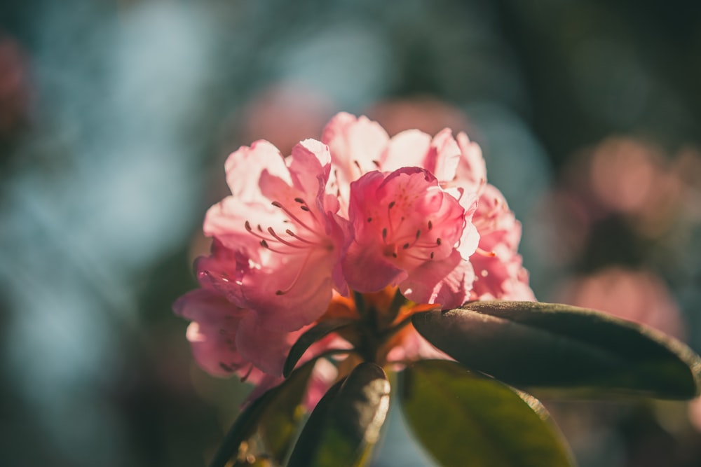 pink flower in tilt shift lens