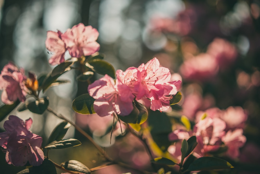 pink flowers in tilt shift lens